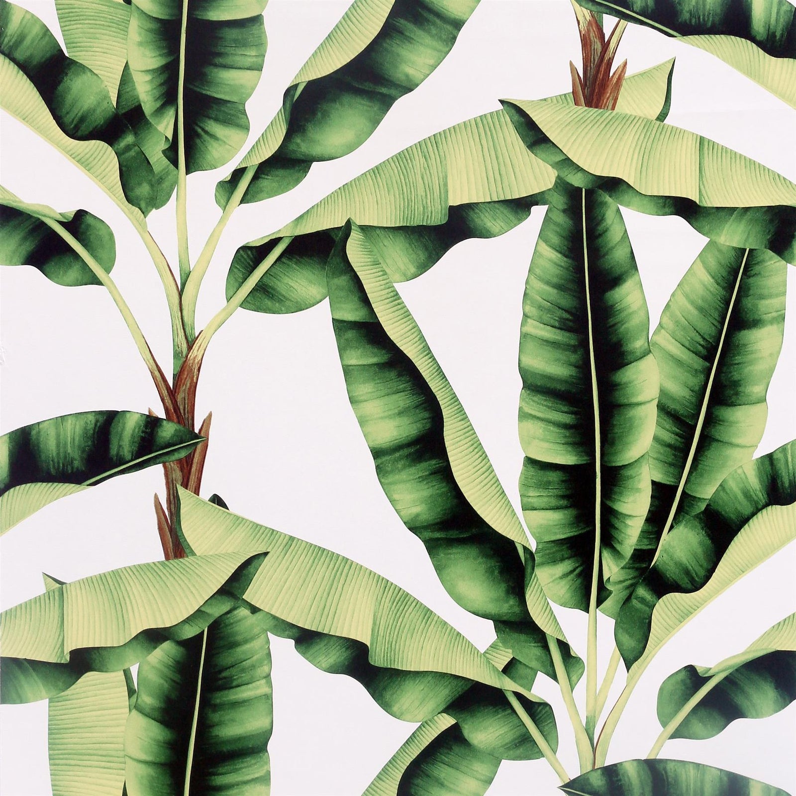 Arthouse Large Green Tropical Leaves Wallpaper - Cool Cream Background Makes The Exotic Print Stand Out - Stunning Island Style Wallpaper - Calming & Relaxing Sanctuary Feel - 909604